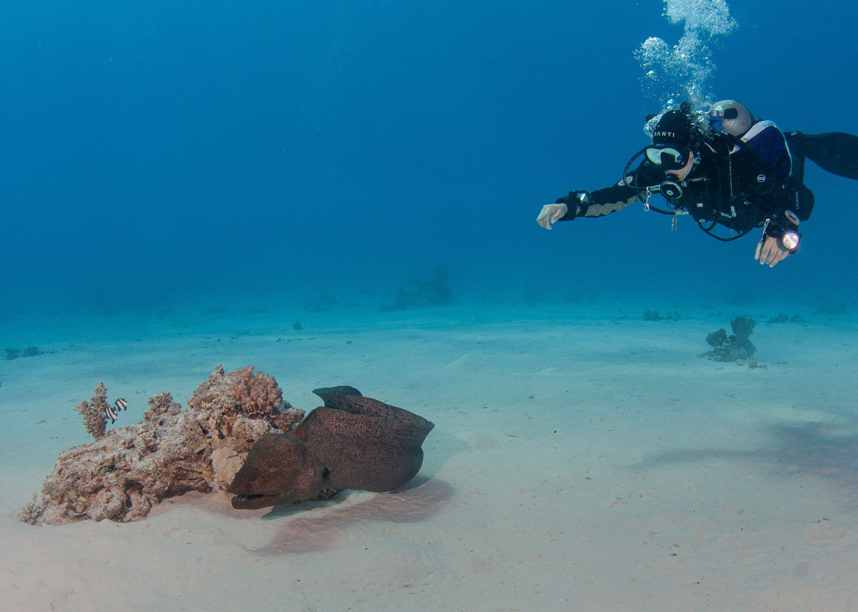 BC from halcyon