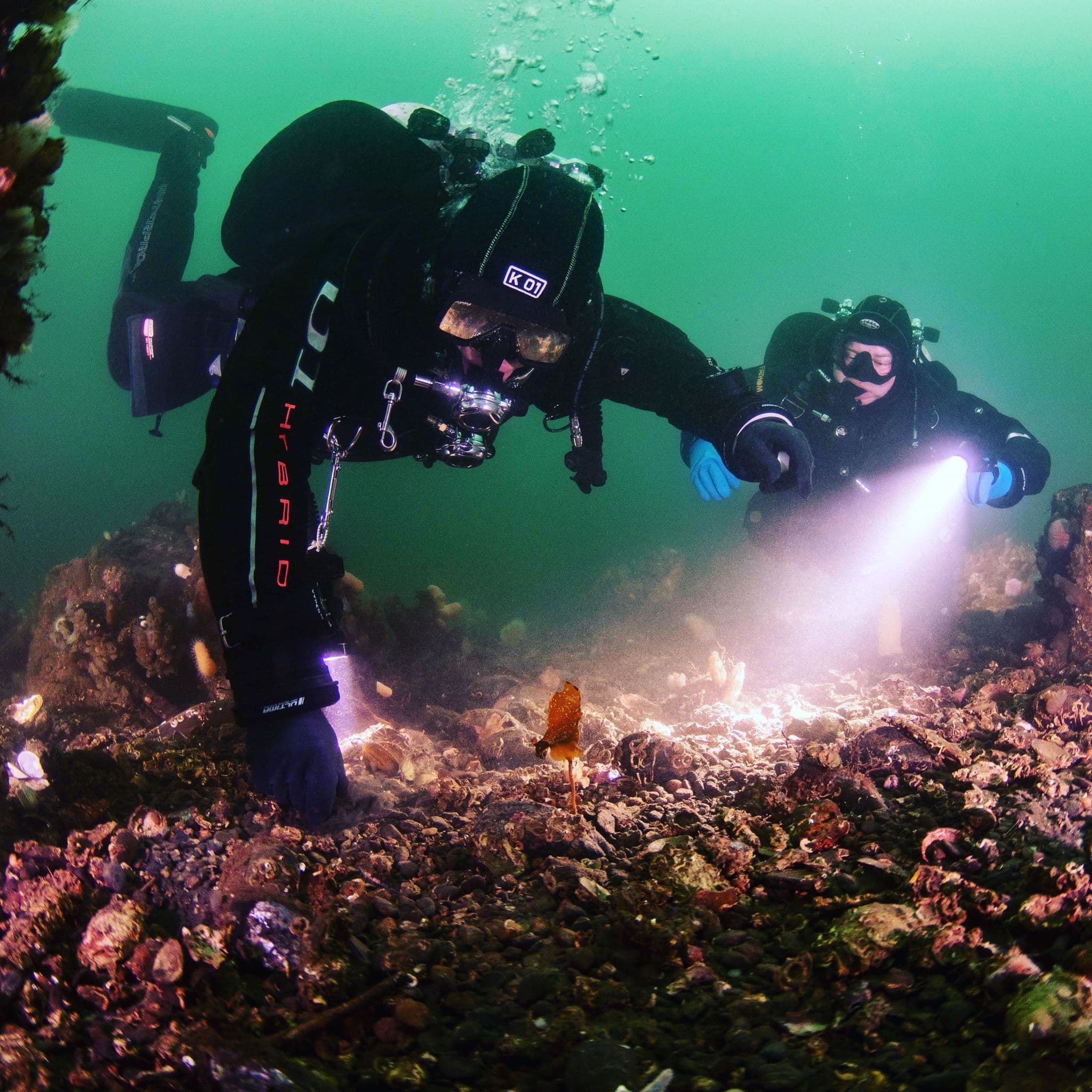divers colecting samples