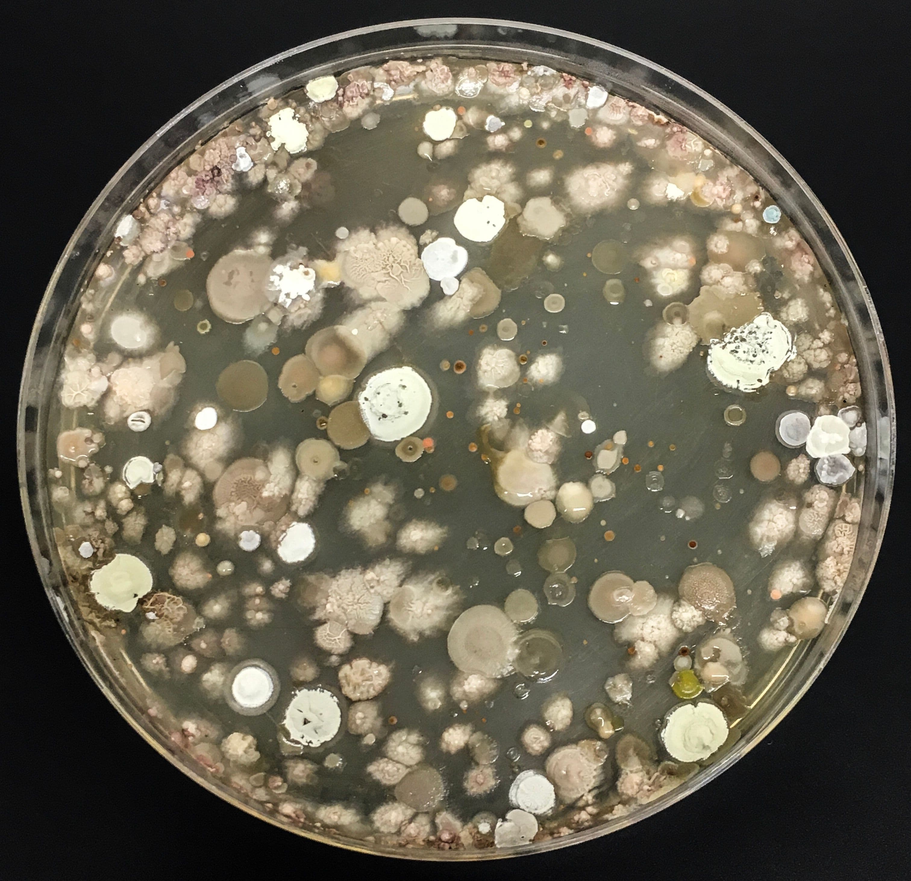in search for a bacteria