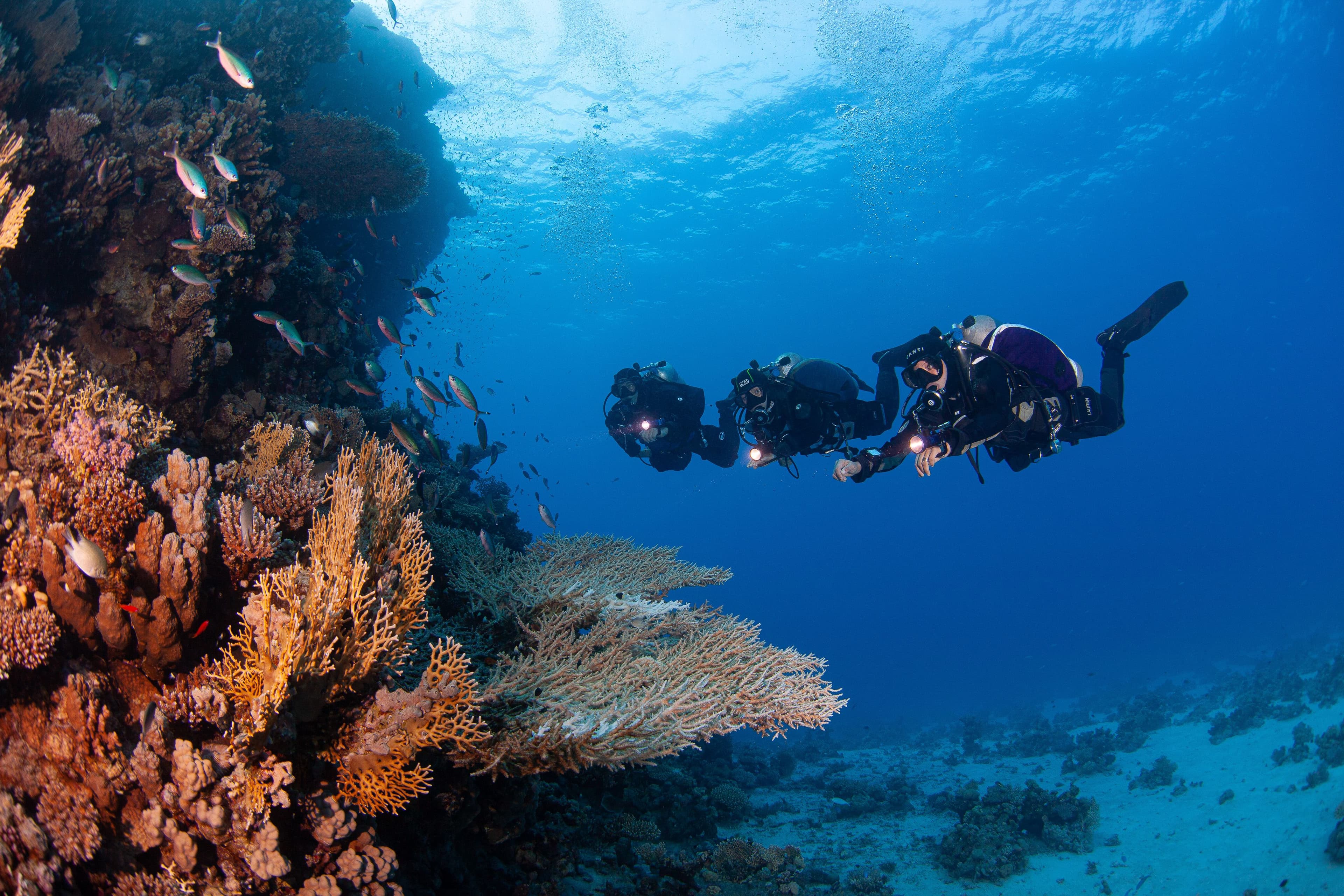 divers underwater halcyon